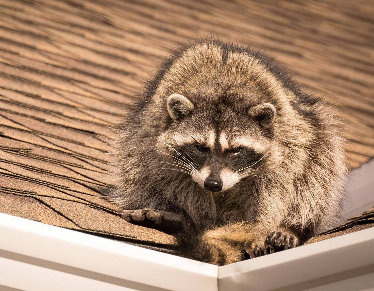 Raccoon is Crawling on a Roof Raccoon is Crawling on a Roof