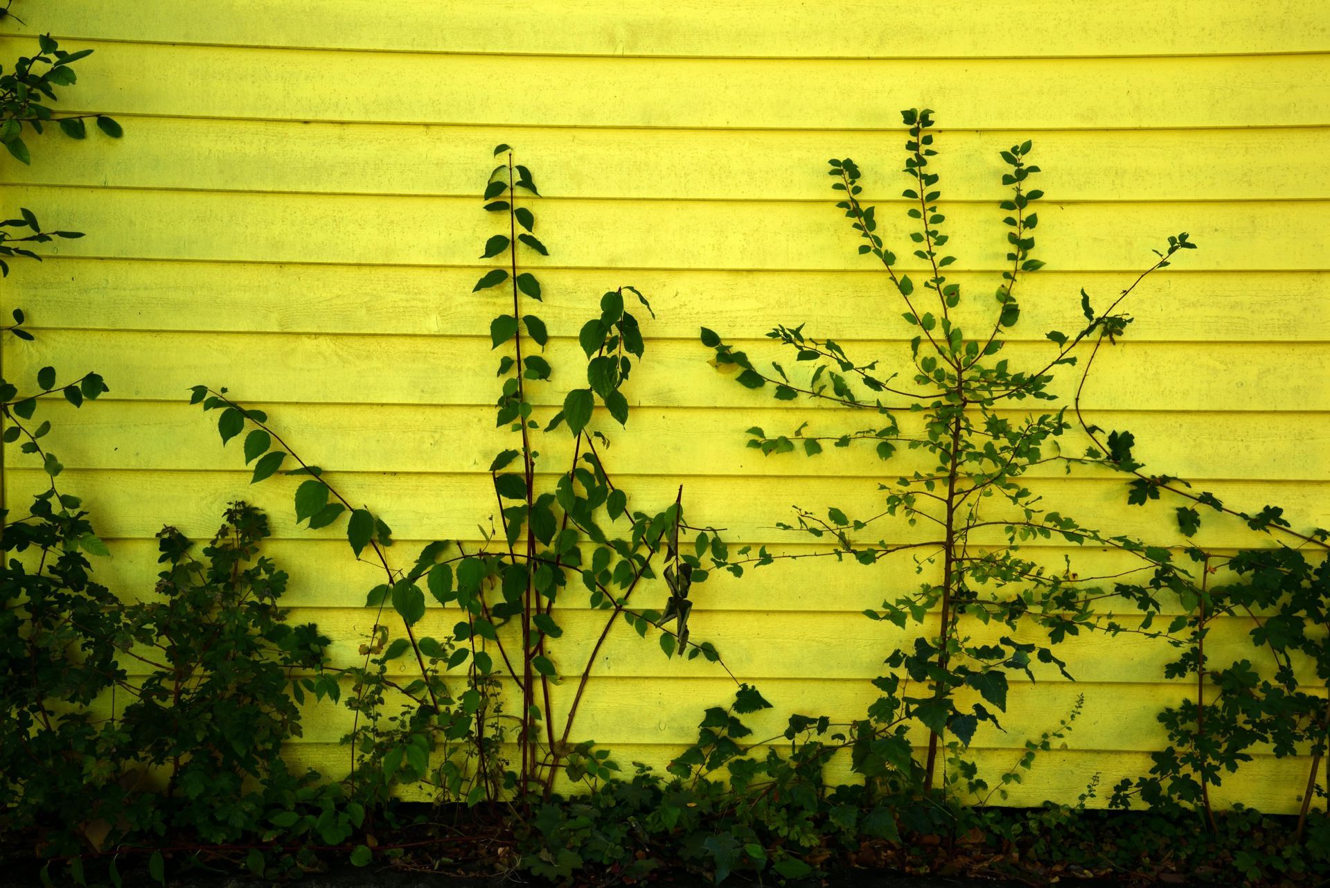 Green plants growing against a bright yellow wooden wall.