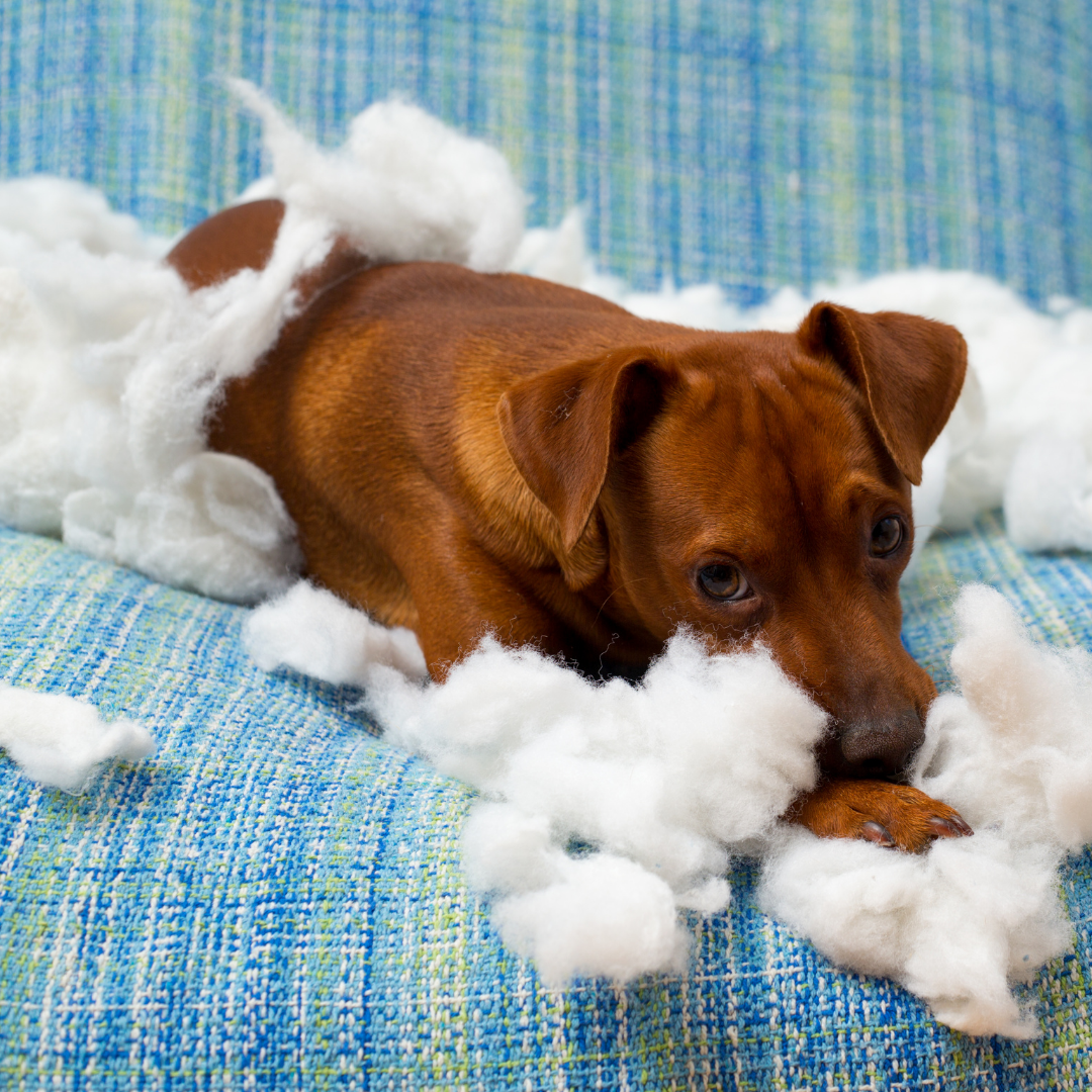 A brown dog is laying on a blue couch with a pile of stuffing in its mouth.