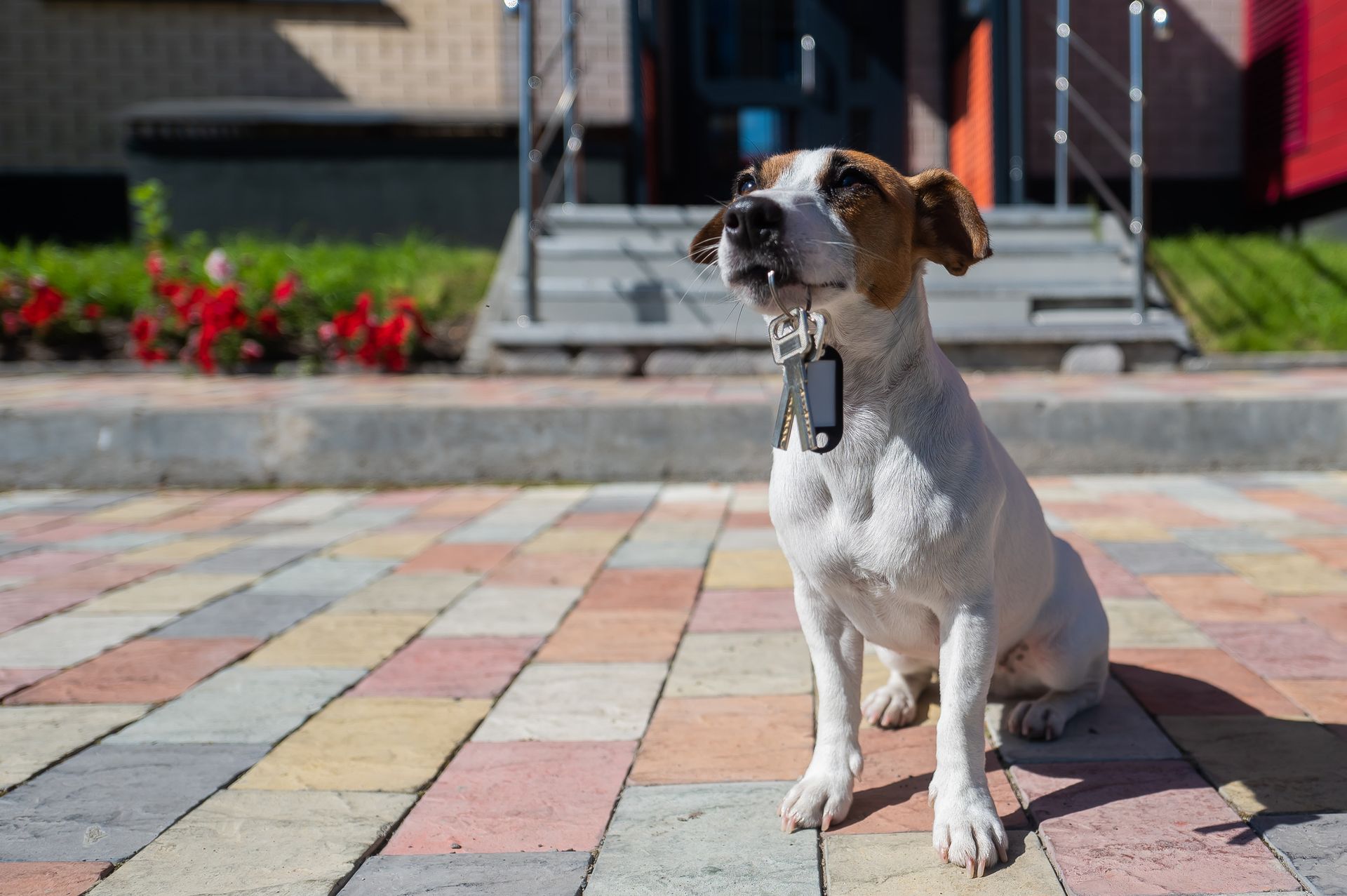Role of Probiotics in Easing Stress and Separation Anxiety in Dogs