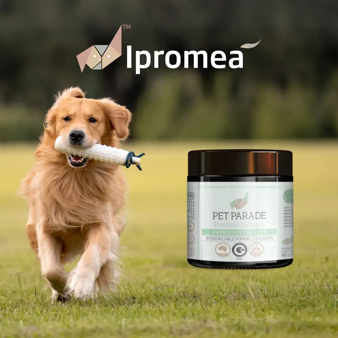 A jar of pet parade premium collagen for dogs and cats.