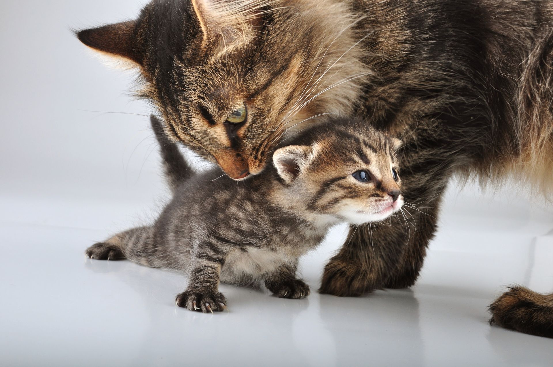 Introducing Probiotics to Picky Cats