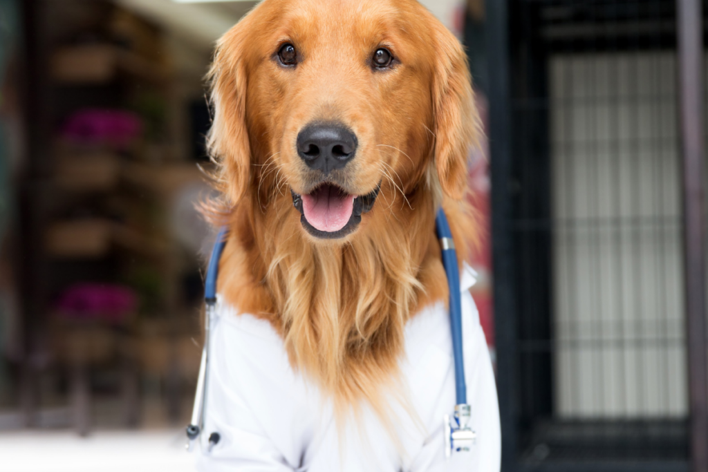 A dog is dressed as a doctor with a stethoscope around its neck.