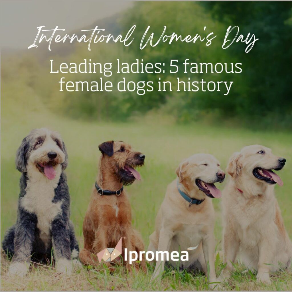 A poster for international women 's day shows four dogs sitting in the grass