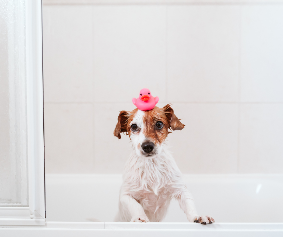 A dog is taking a bath with a pink rubber duck on its head.