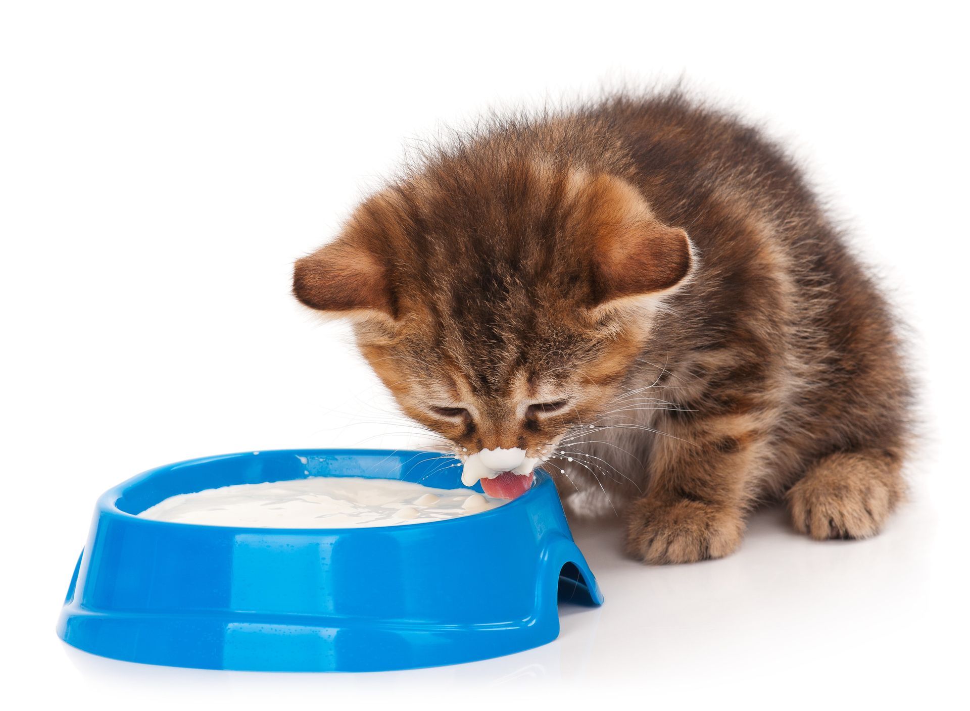 kitten eating probiotic-rich food