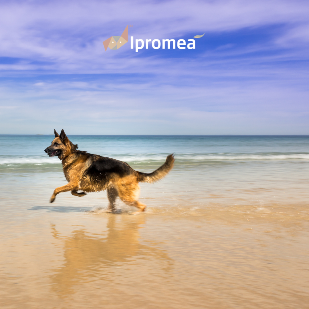 A german shepherd running on a beach with ipromea in the background