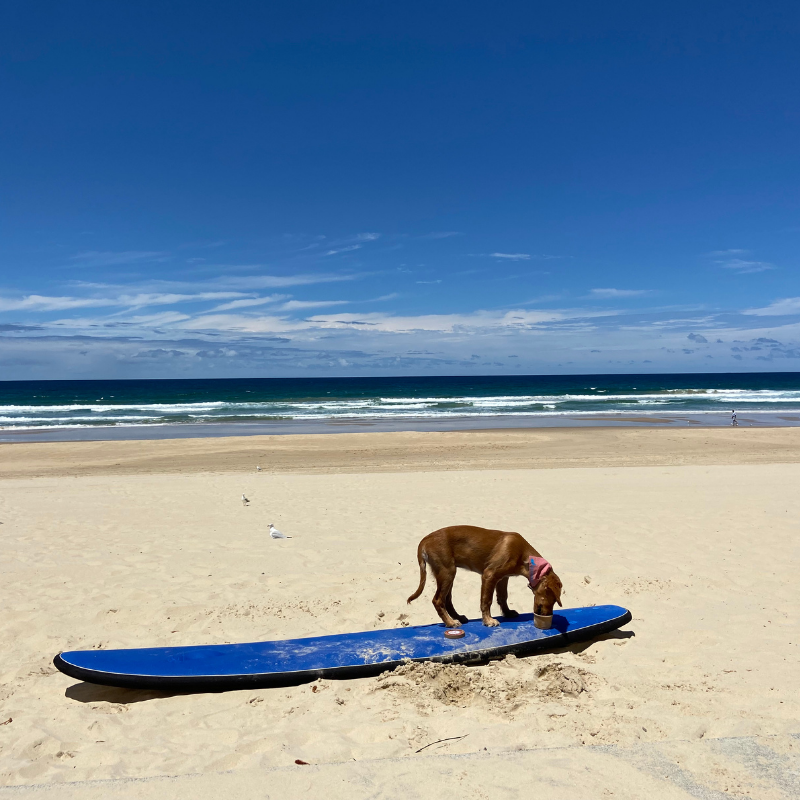 A dog standing on top of a blue surfboard on a beach