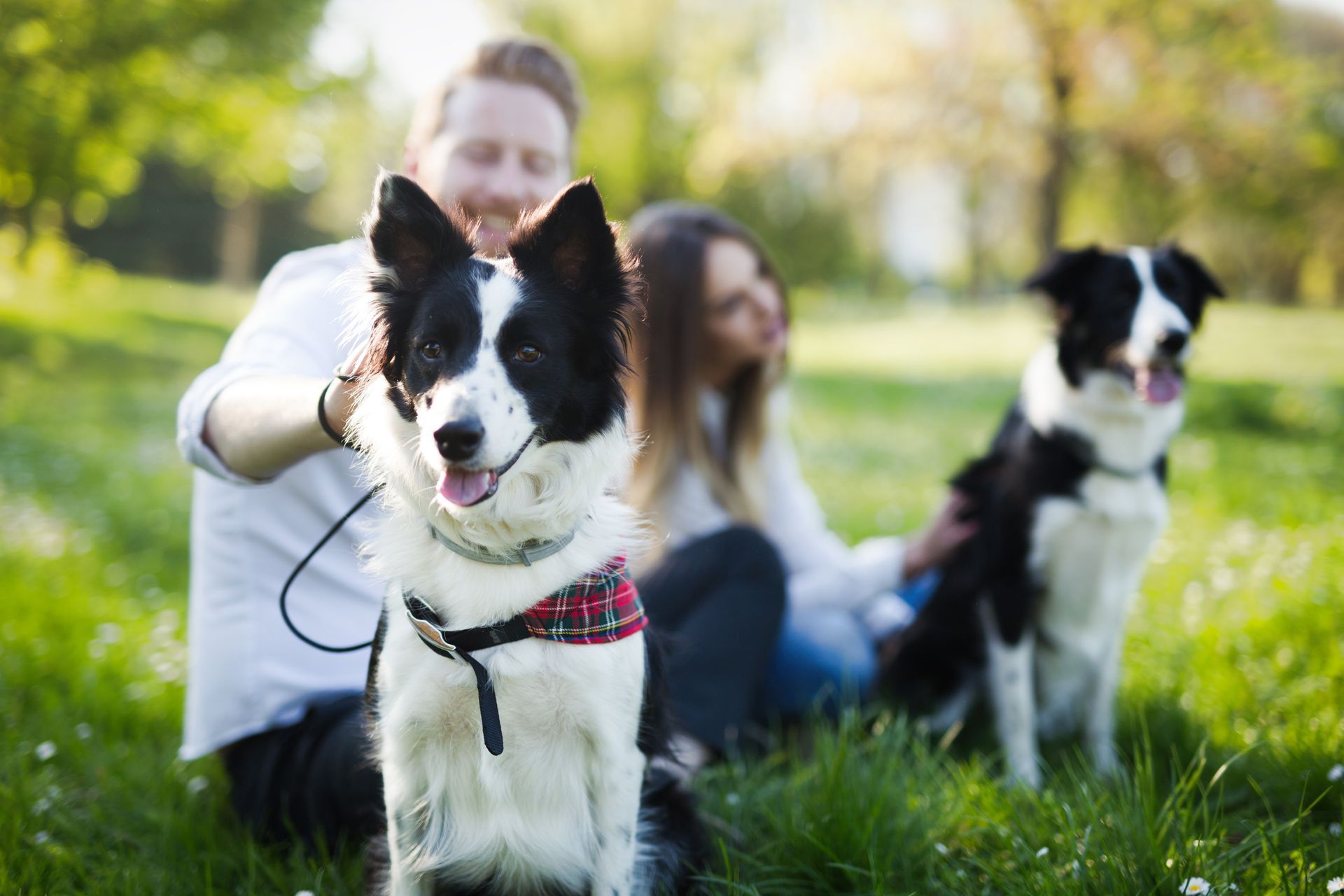 Seasonal Changes and Pets’ Microbiome