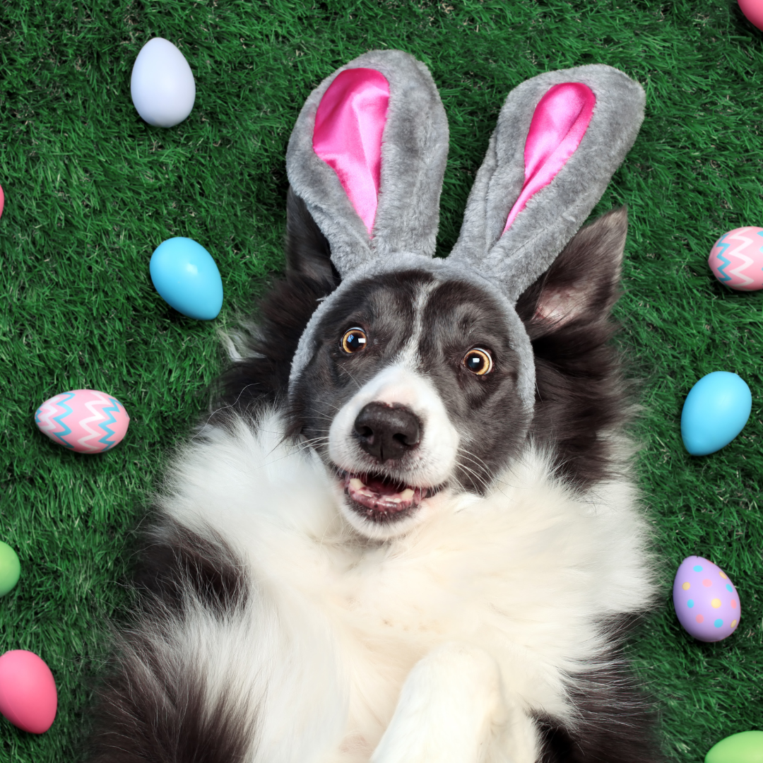 A black and white dog wearing bunny ears is laying on the grass surrounded by easter eggs.