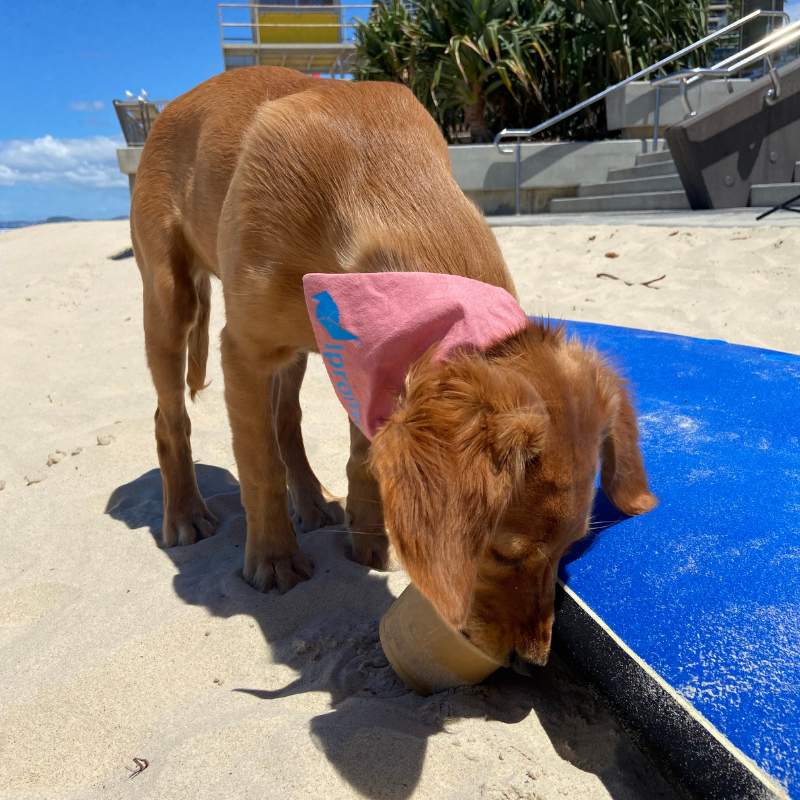 A dog wearing a pink bandana is sniffing a blue surfboard