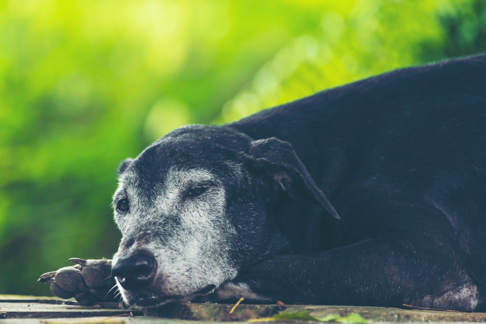 Probiotics for Senior Pets