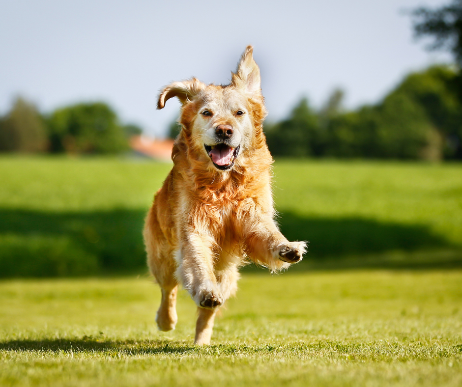 A golden retriever is running through a grassy field.