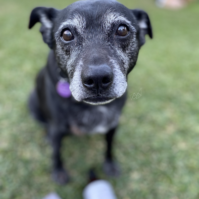 A black dog with a purple collar is looking at the camera.