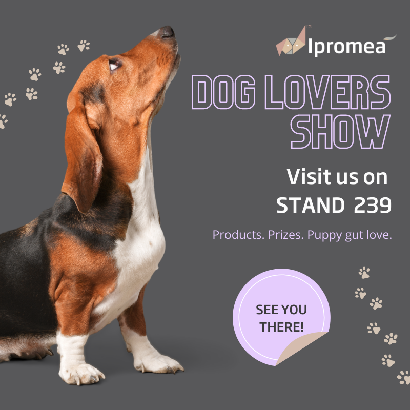 An advertisement for the dog lovers show with a beagle looking up