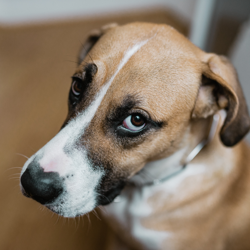 A close up of a brown and white dog looking at the camera.