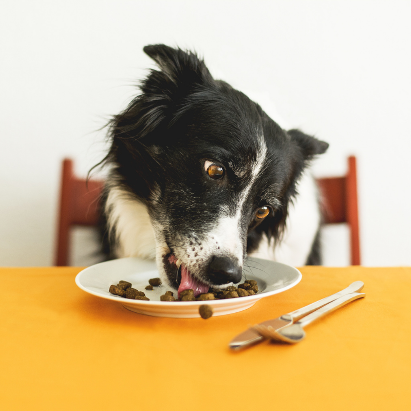 A black and white dog is eating food from a plate