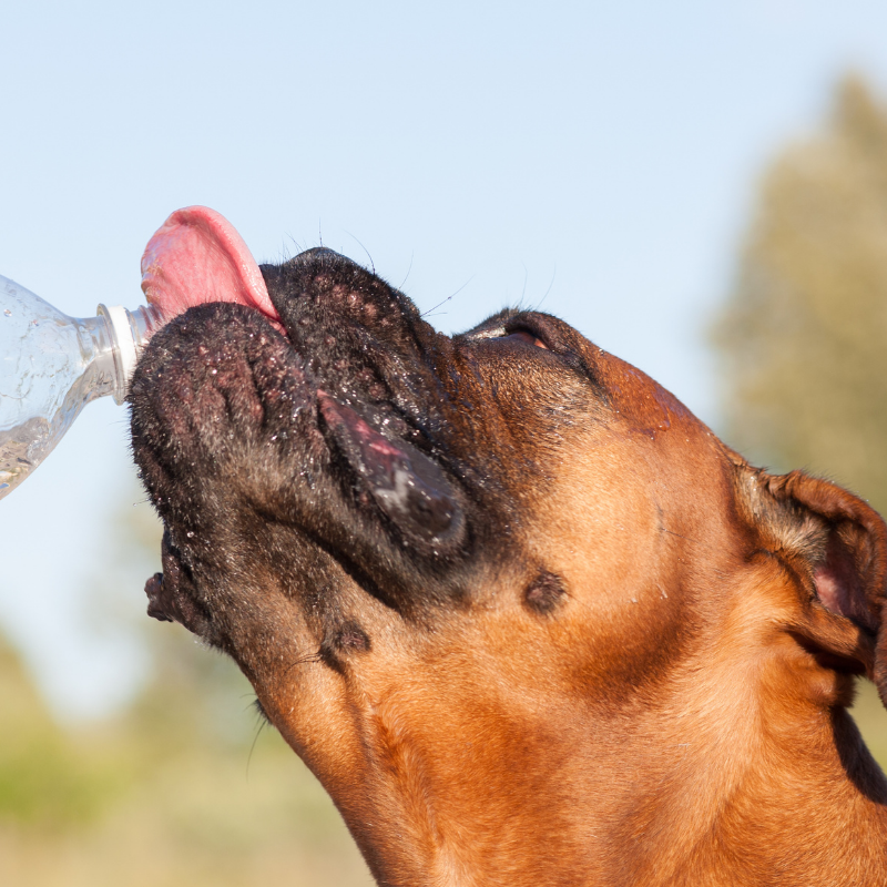 A brown dog drinking water from a plastic bottle