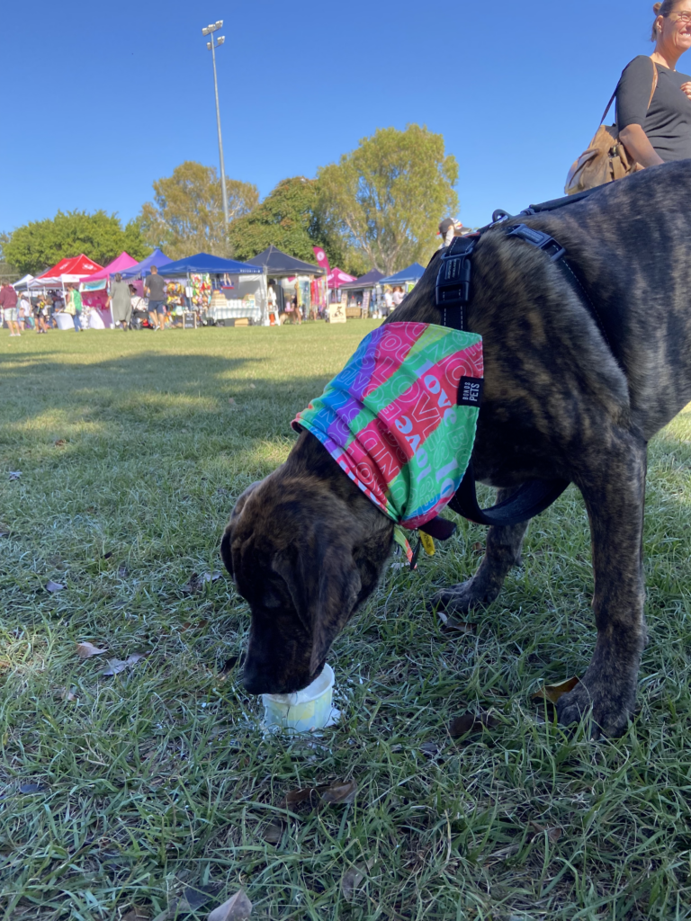 A dog wearing a bandana is sniffing something in the grass.