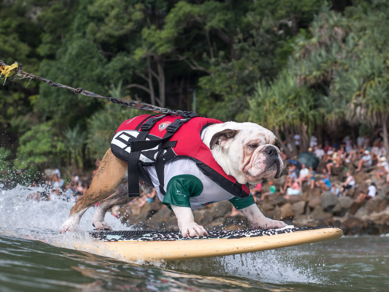 A bulldog wearing a life jacket is riding a surfboard in the water.