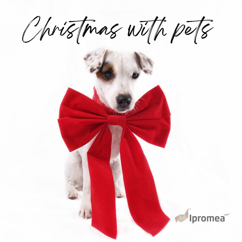 A dog is wearing a red bow around its neck.