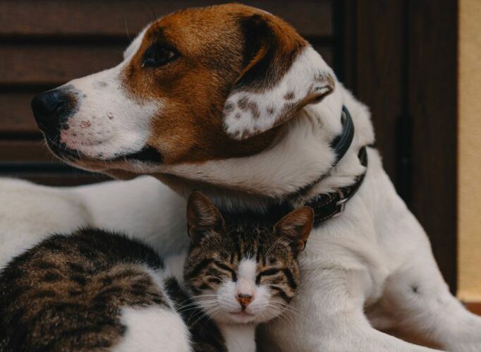 A dog and a cat are sitting next to each other