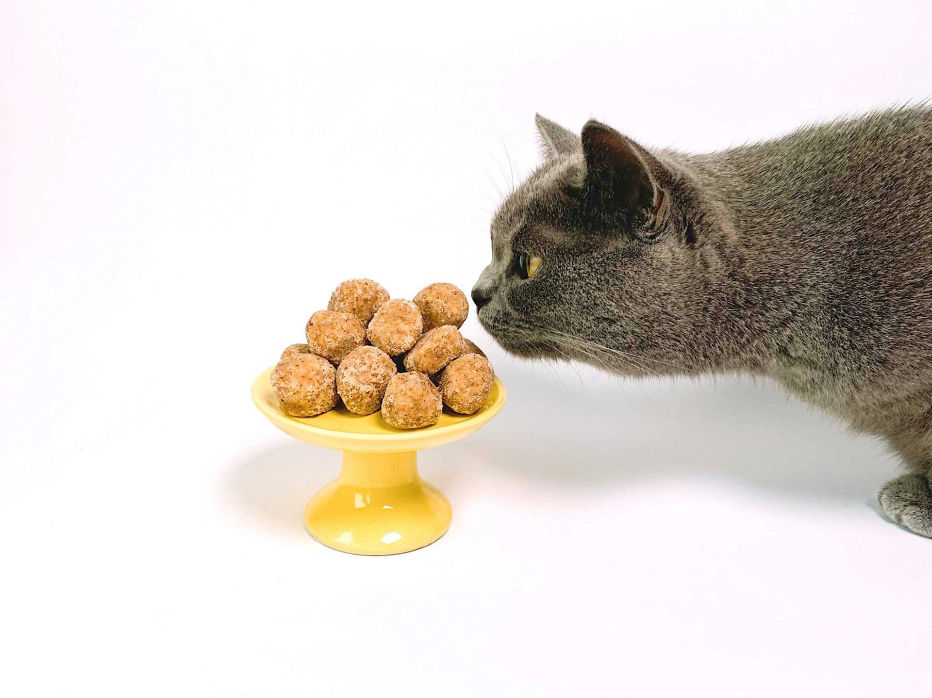 A gray cat is sniffing a bowl of food.