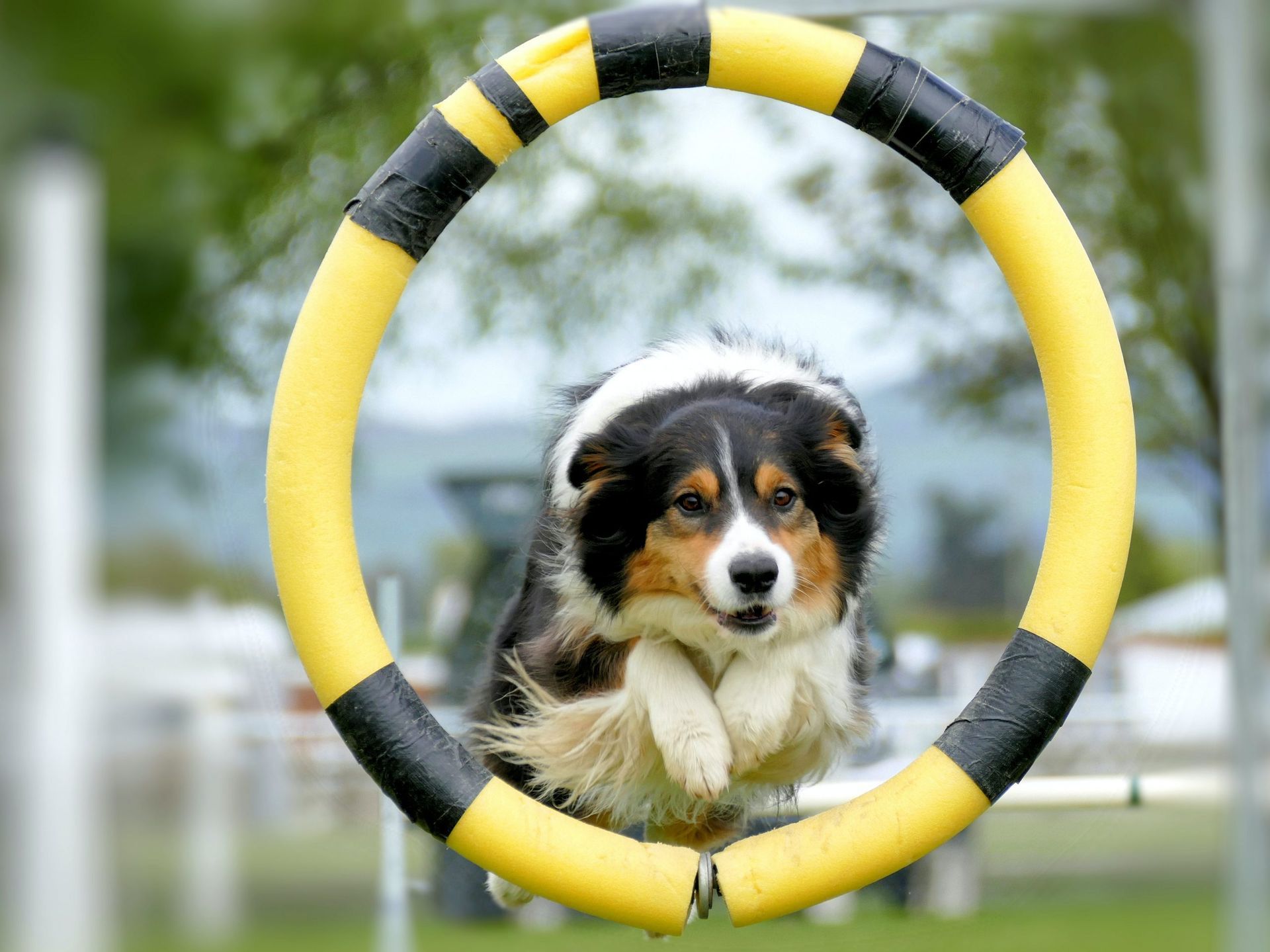 A dog is jumping through a yellow and black hoop.