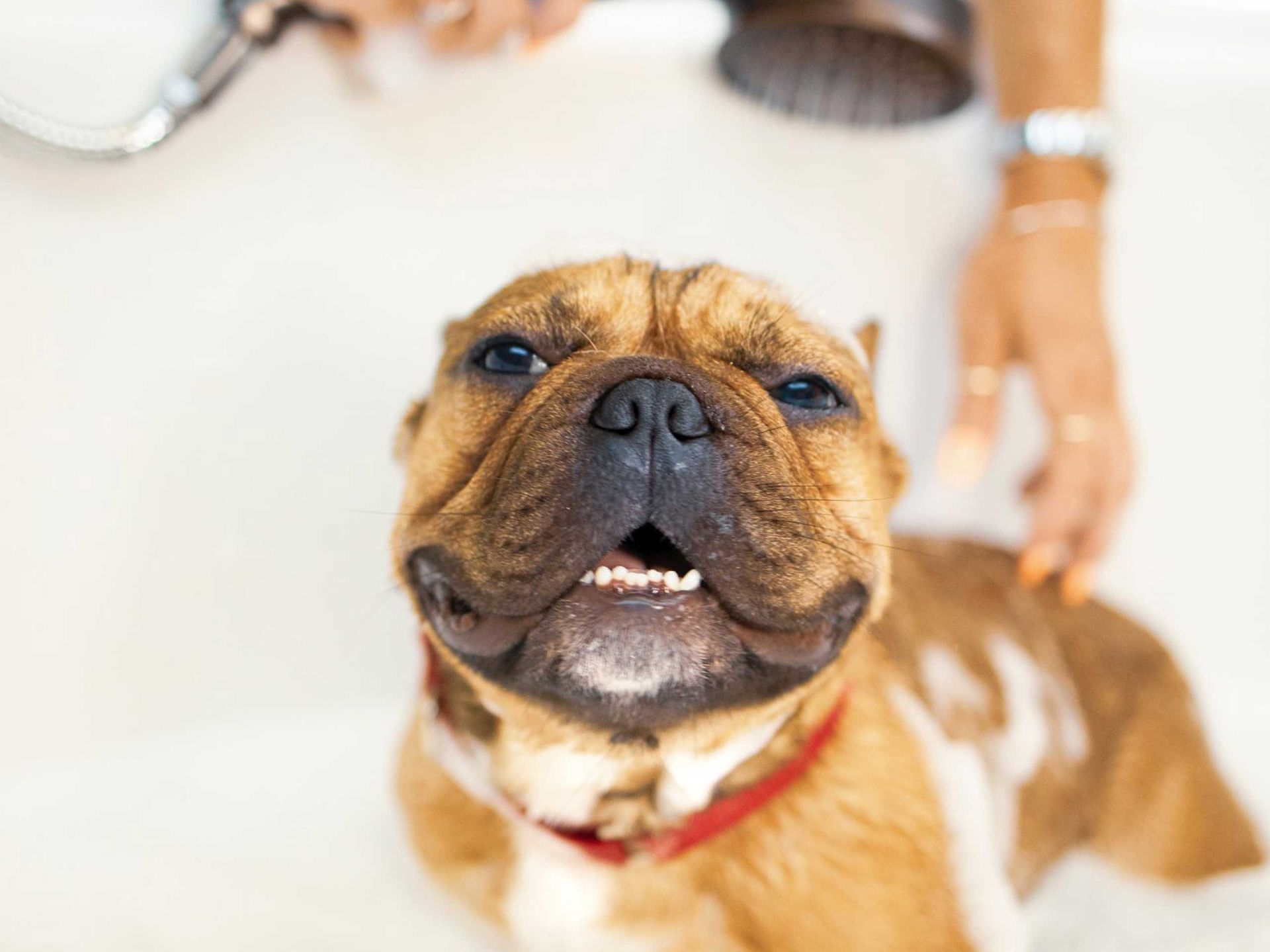 A bulldog is taking a bath in a bathtub.