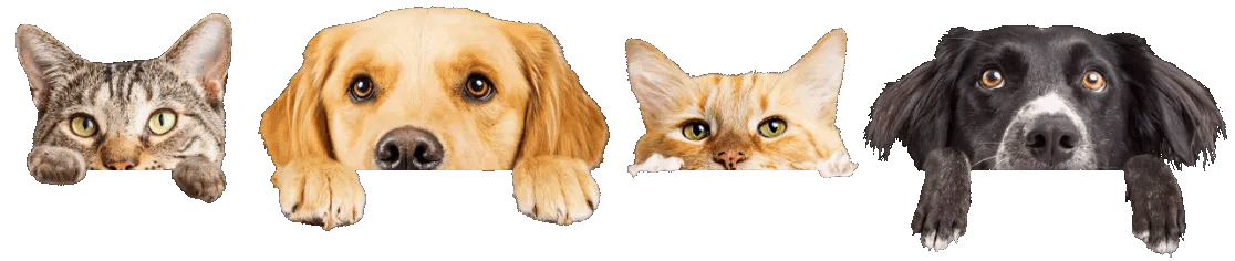 A group of cats and dogs peeking over a sign.