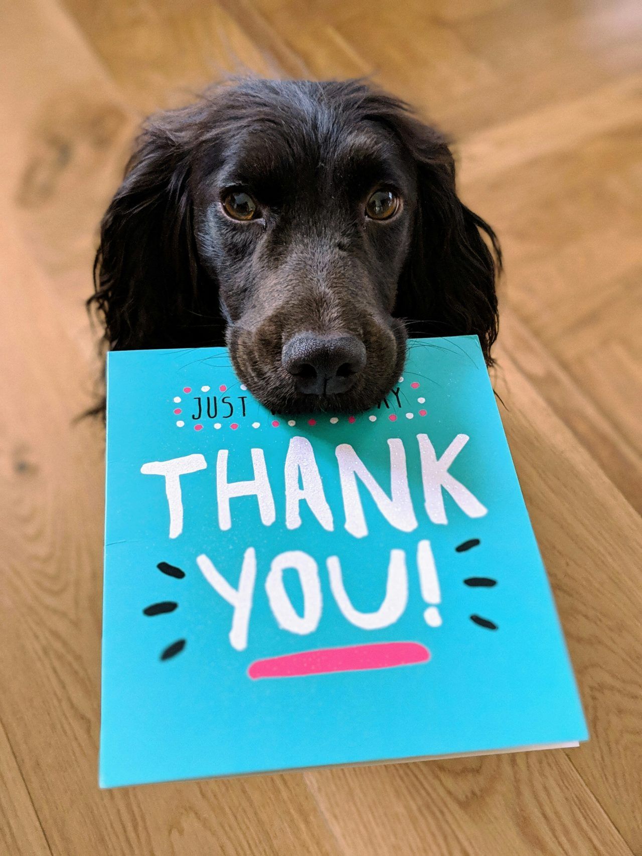 A dog is peeking over a thank you card.