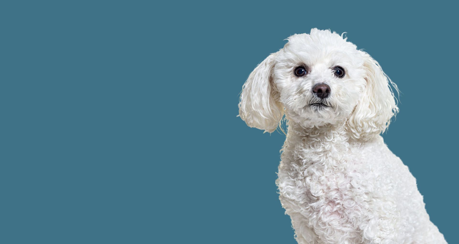 Dog and cats - Pet Probiotics for gut health