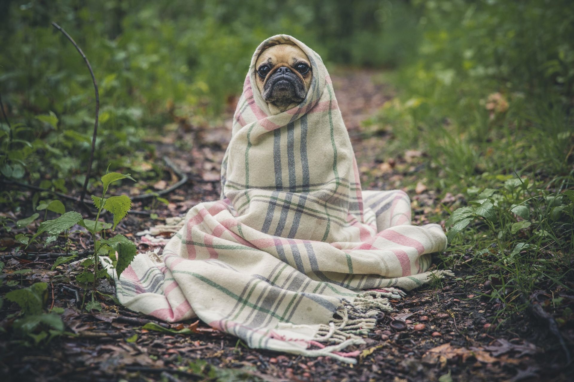 A pug dog is wrapped in a blanket in the woods.