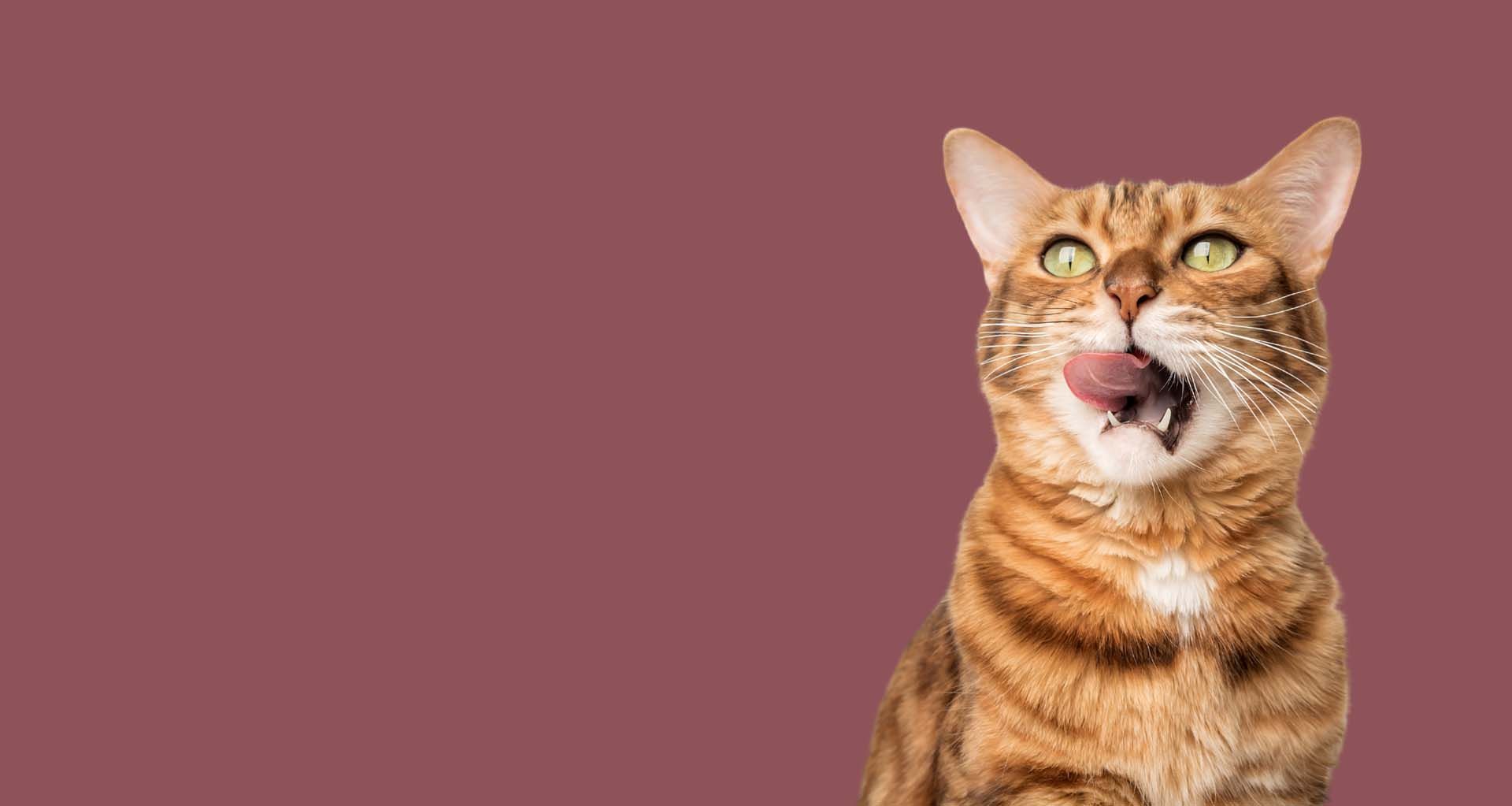 A cat is sitting in a heart on a pink background.