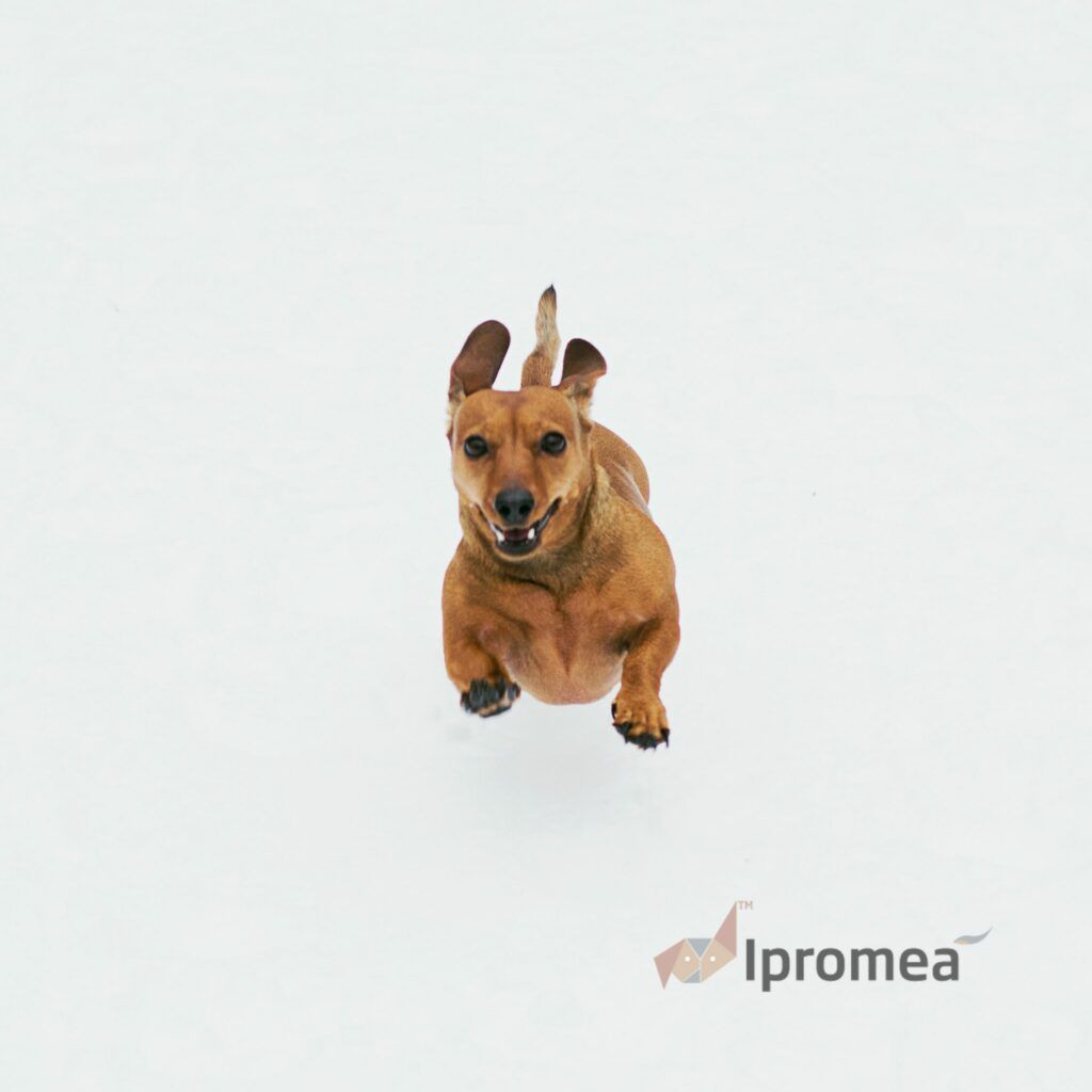 A dachshund is jumping in the air with ipromea in the background