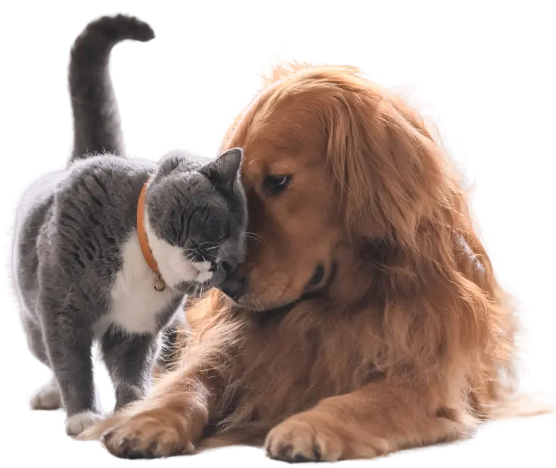 A dog and a cat are looking at each other on a white background