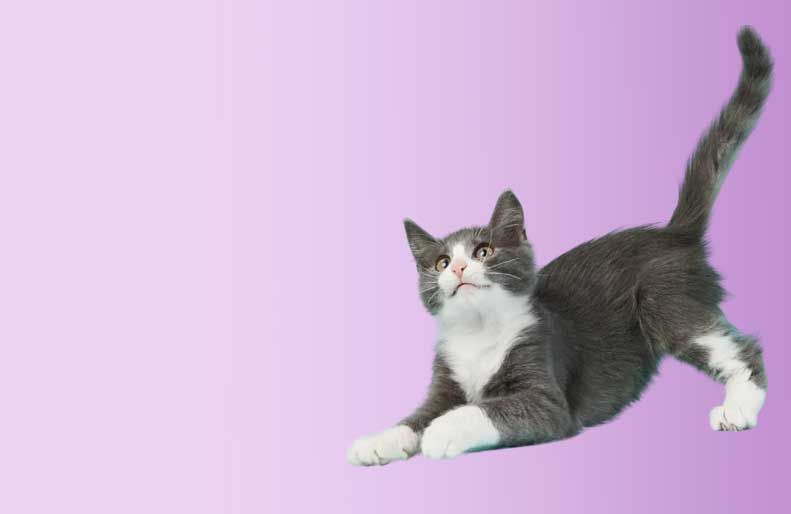 A gray and white cat is stretching on a purple background.