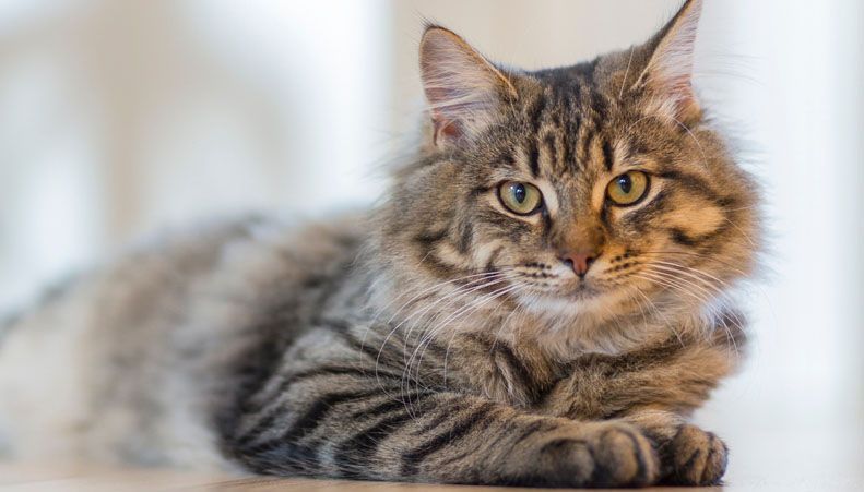 Brown tabby cat lying down, looking at the camera.