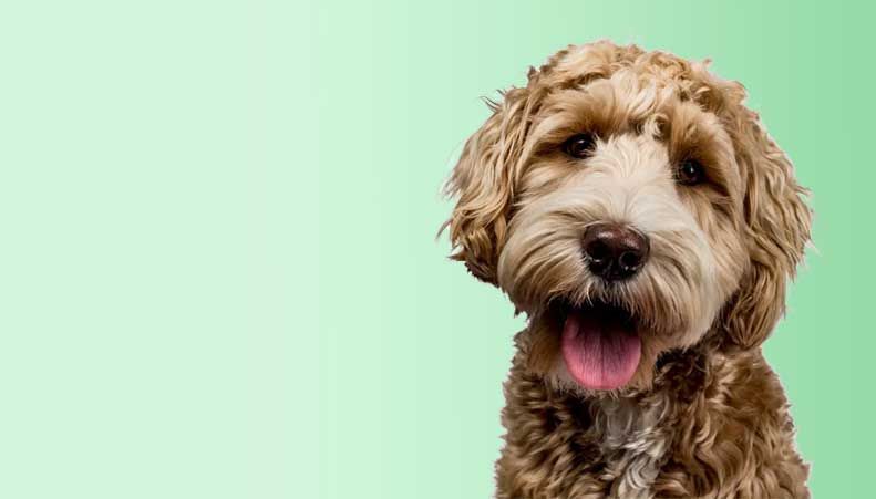 A close up of a dog with its tongue out on a green background.