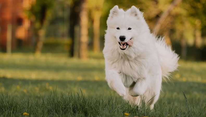 White fluffy Samoyed dog running in a grassy field with trees in the background.