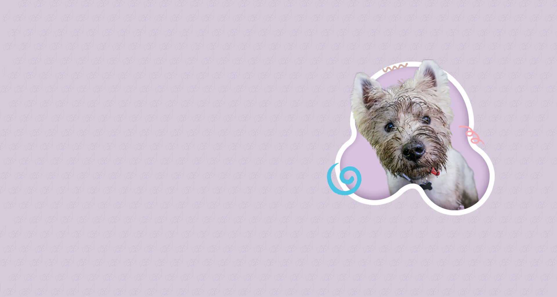 A small dog is sitting in a bubble on a pink background.