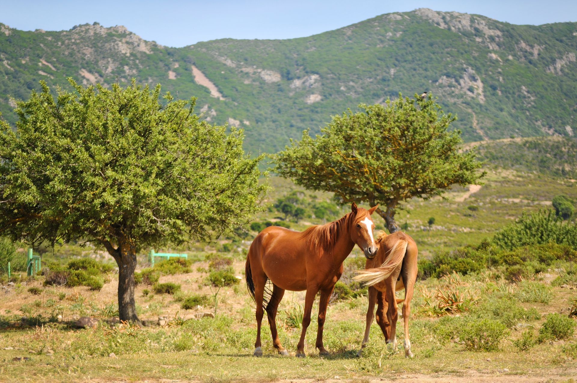 Rural Sardinia