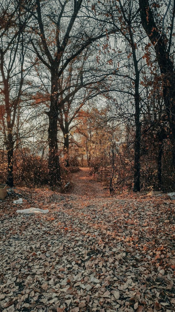 Autumn forest path covered in fallen leaves, with bare trees silhouetted against a warm sunset sky