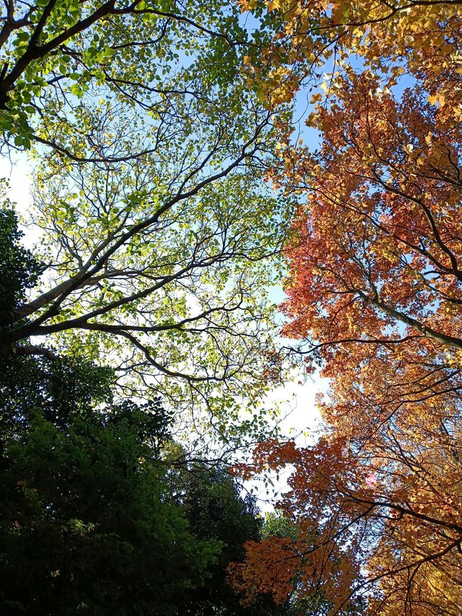 Looking up through autumn tree canopy with green, orange, and yellow leaves against a bright sky