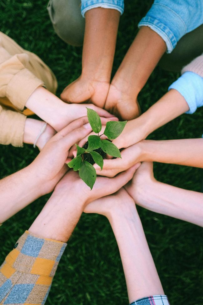 Several hands circle around and hold a small green plant on grass.