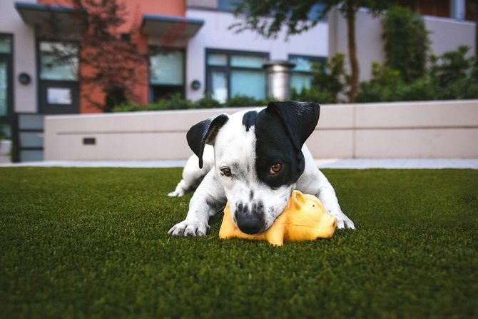 Black-and-white puppy chewing a yellow toy on grass in front of a building