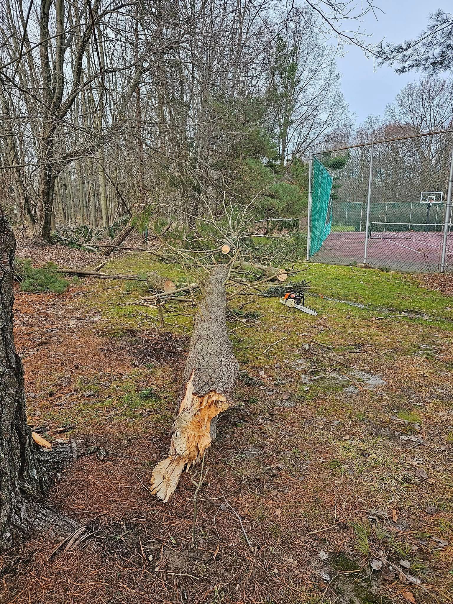 A tree stump in the middle of a field next to a tennis court.