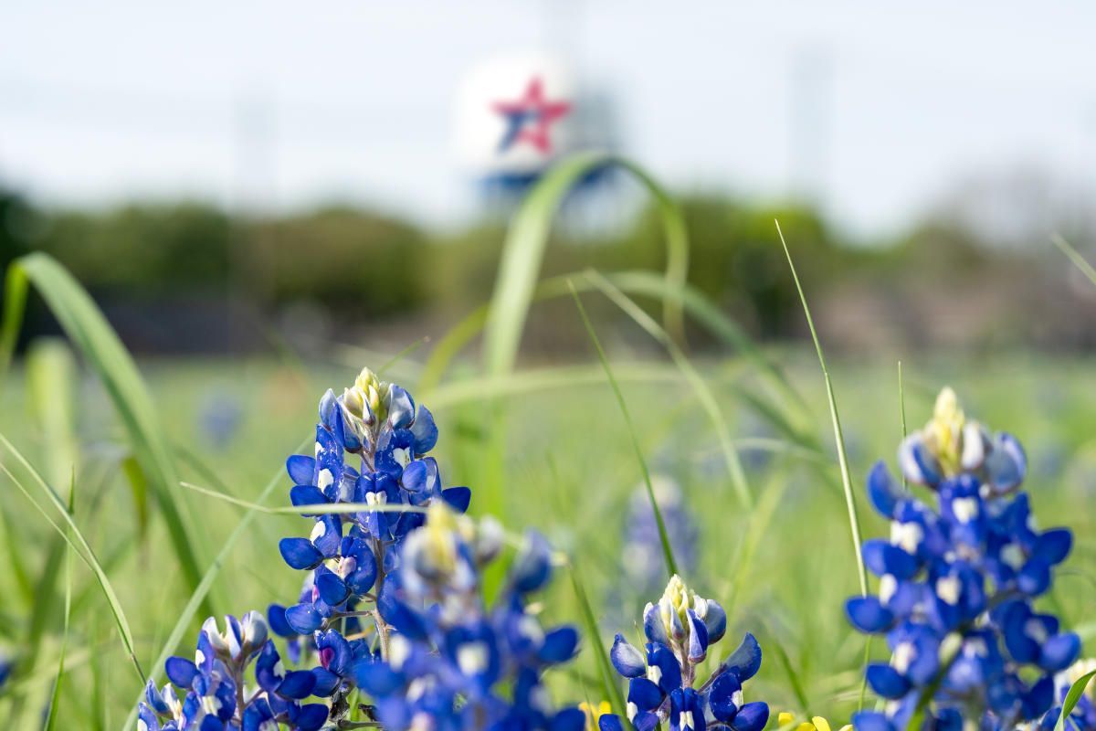 Texas bluebonnets in spring near Temple, TX