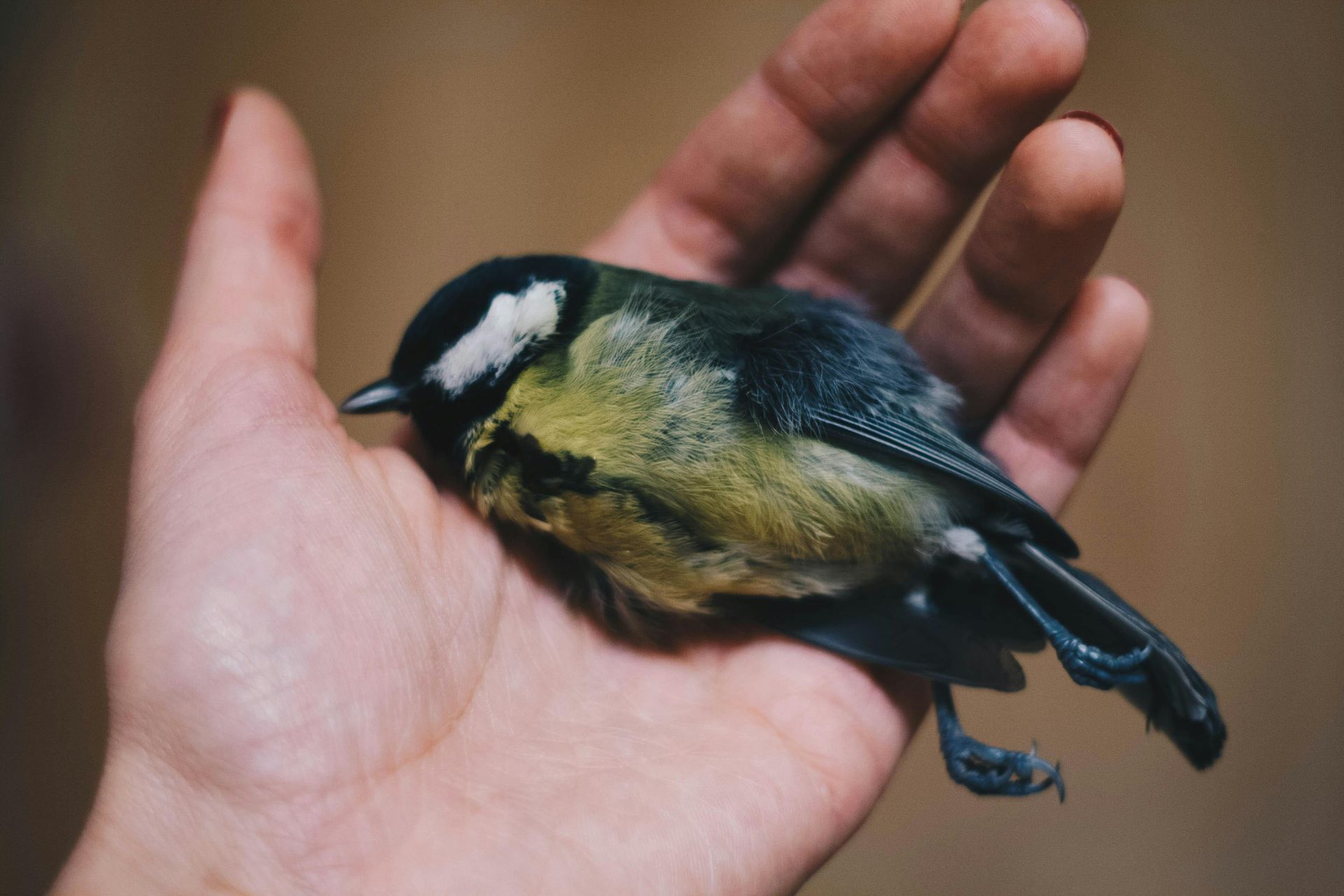 A small bird with blue, yellow, and black feathers rests in a person's open hand.