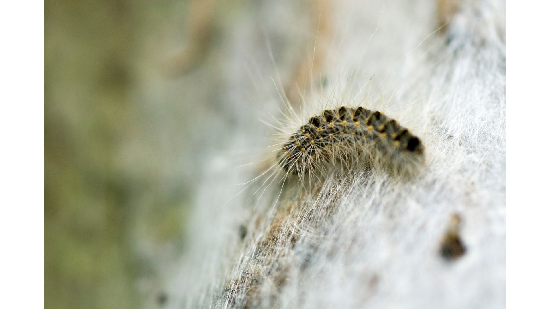 Chenille processionnaires genève